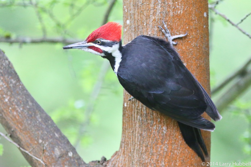 Elvis - A Male Pileated Woodpecker