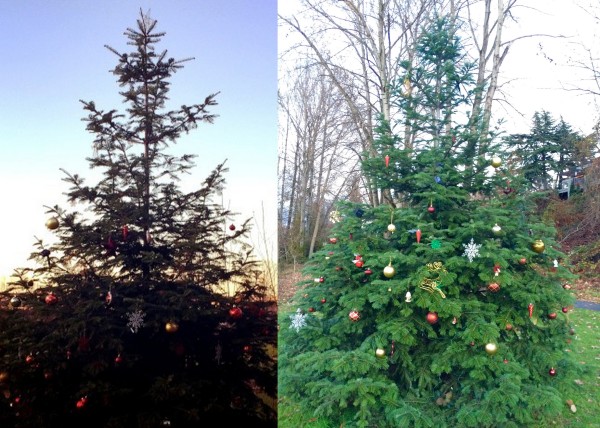 December 2014 Montlake Playfield Tree