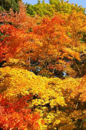 A Closer Look: Fall Color In the Arboretum @ Washington Park Arboretum | Seattle | Washington | United States