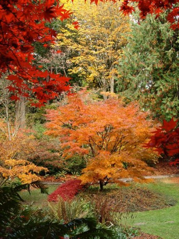 Arboretum Plant Study: Seasonal Plant ID and Culture @ Washington Park Arboretum
