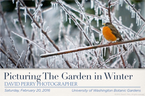 Picturing Your Garden in Winter Photography Class @ Washington Park Arboretum