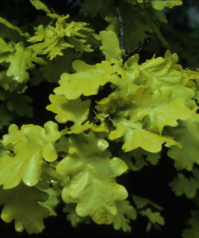 UW Botanic Gardens: Oak Family Trees