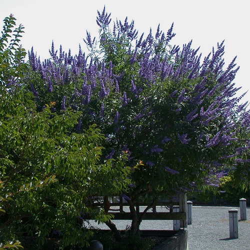 Nontraditional Small Trees for the Urban Garden @ Washington Park Arboretum | Seattle | Washington | United States