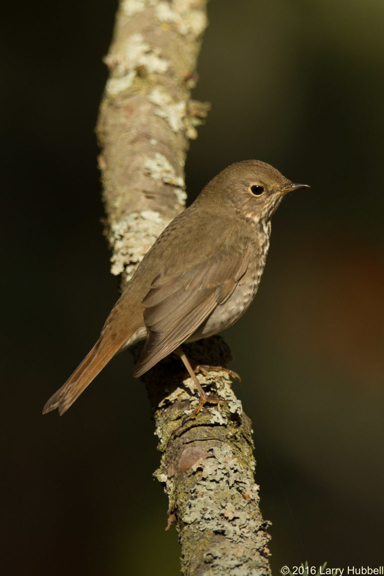 A Little Brown Bird   EB2R0810 768x1152 