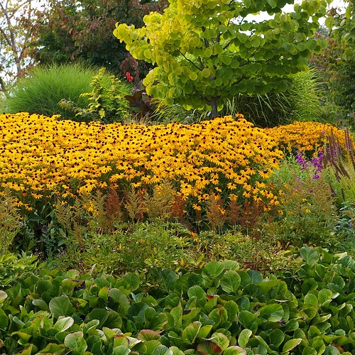 Gardening with the Seasons: Summer @ UW Botanic Gardens, Center for Urban Horticulture | Seattle | Washington | United States