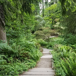 Forest Therapy Walk @ Washington Park Arboretum | Seattle | Washington | United States