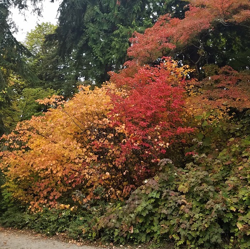 Adapting Old Gardens for New Times @ Washington Park Arboretum | Seattle | Washington | United States