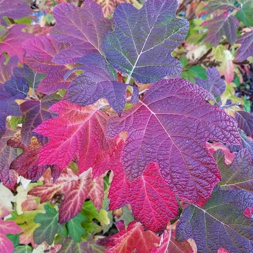 Gardening with the Seasons: Fall @ Center for Urban Horticulture | Seattle | Washington | United States