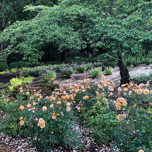 A Closer Look: Centennial Garden @ Washington Park Arboretum | Seattle | Washington | United States