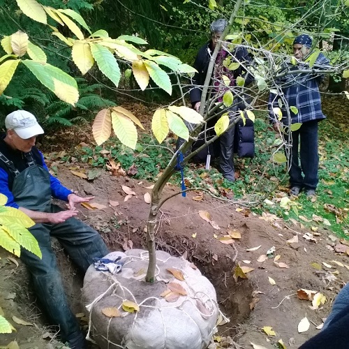 Getting to the Root of the Problem @ Washington Park Arboretum | Seattle | Washington | United States