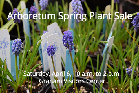 Arboretum Spring Plant Sale @ Washington Park Arboretum