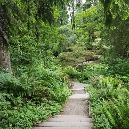 Forest Bathing Walk @ Washington Park Arboretum