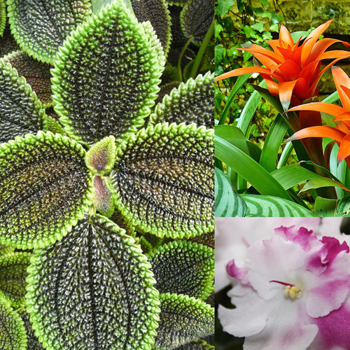 Houseplants 101: The Art of Growing Plants Indoors @ Center for Urban Horticulture