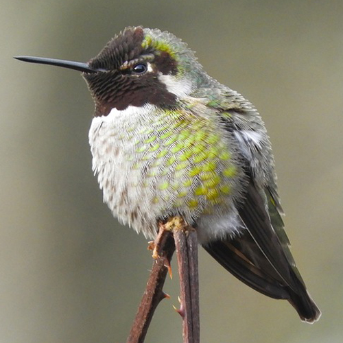 Hummingbirds: Living Jewels of the Sky @ Center for Urban Horticulture